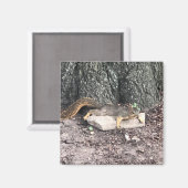 eekhoorn magneet (Voorkant / Achterkant)