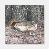 eekhoorn magneet (Voorkant)