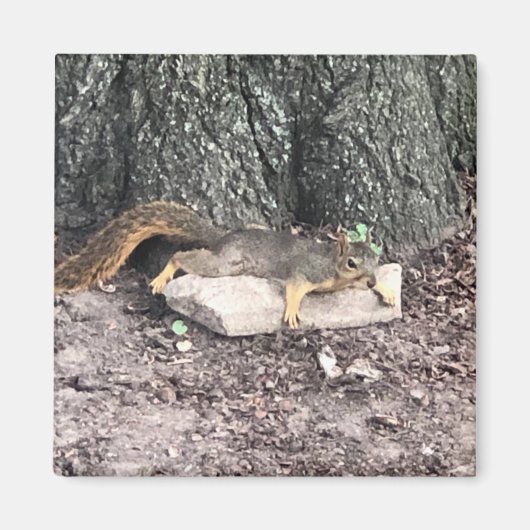 eekhoorn magneet (Voorkant)