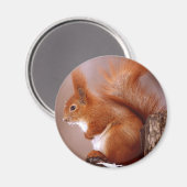eekhoorn magneet (Voorkant / Achterkant)