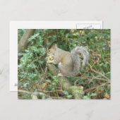Eekhoorn met Acorn-Briefkaart Briefkaart (Voorkant / Achterkant)