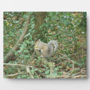 Eekhoorn met Acorn Plaque Fotoplaat
