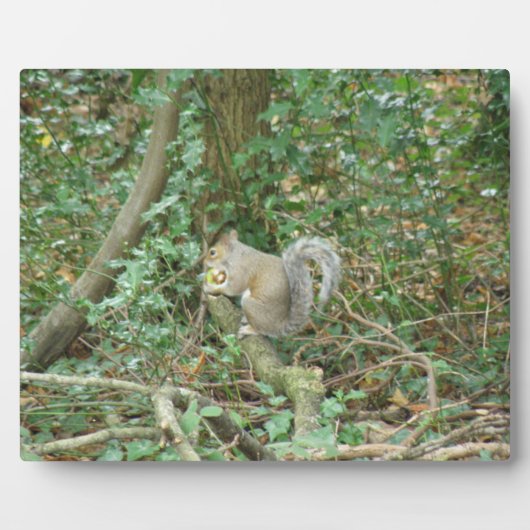 Eekhoorn met Acorn Plaque Fotoplaat (Voorkant)