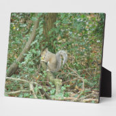 Eekhoorn met Acorn Plaque Fotoplaat (Zijkant)