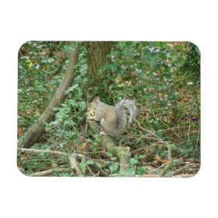 Eekhoorn met Acorn Premium Magnet Magneet
