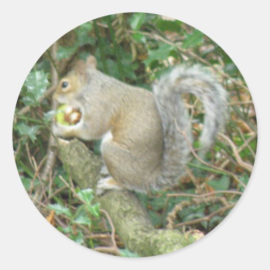 Eekhoorn met Acorn Sticker (Voorkant)