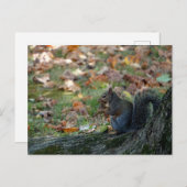 Eekhoorn met een moer briefkaart (Voorkant / Achterkant)