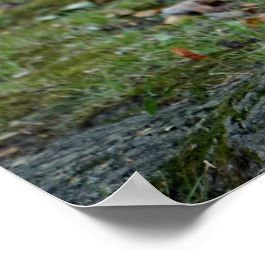 Eekhoorn met een moer poster (Hoek)