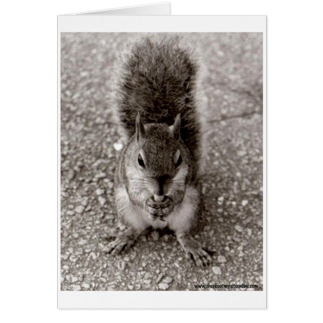 Eekhoorn met nut (Voorkant)