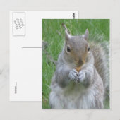 Eekhoorn met nut briefkaart (Voorkant / Achterkant)