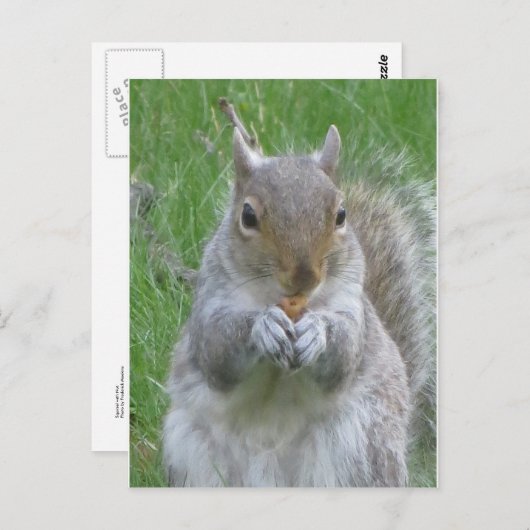 Eekhoorn met nut briefkaart (Voorkant / Achterkant)