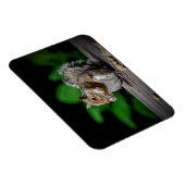 Eekhoorn met pinda's magneet (Rechterzijde)