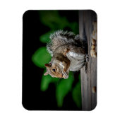 Eekhoorn met pinda's magneet (Verticaal)