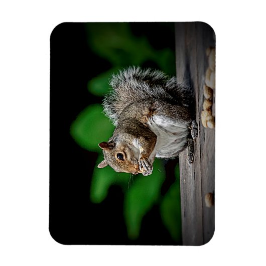 Eekhoorn met pinda's magneet (Verticaal)