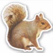 Eekhoorn met pluimstaart Sticker (Voorkant)