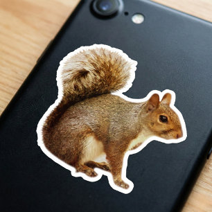 Eekhoorn met pluimstaart Sticker