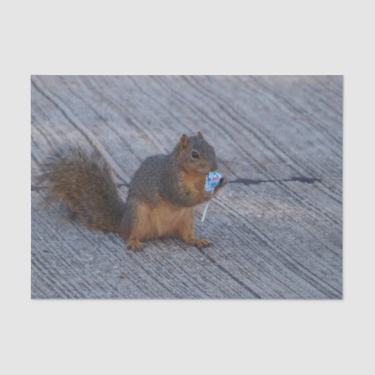 Eekhoorn met Pop Tissuepapier (Voorkant)