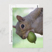 Eekhoorn met volle mond briefkaart (Voorkant / Achterkant)