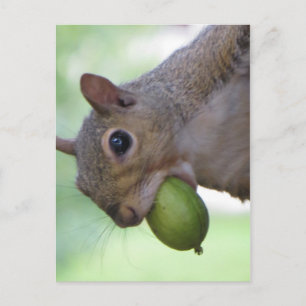Eekhoorn met volle mond briefkaart
