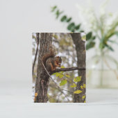 Eekhoorn met walnoot briefkaart (Staand voorkant)