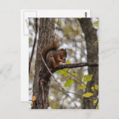 Eekhoorn met walnoot briefkaart (Voorkant / Achterkant)