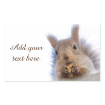 Eekhoorn met walnoot