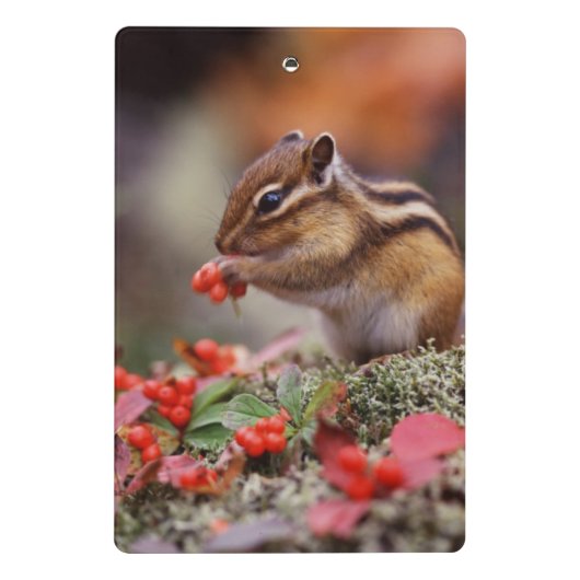 eekhoorn mini klembord (Achterkant)