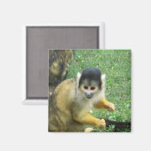 Eekhoorn Monkey Square Magnet (Voorkant / Achterkant)