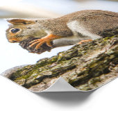 Eekhoorn Natuur Wilde dieren Poster (Hoek)