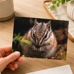 Eekhoorn Natuurfotografie Briefkaart