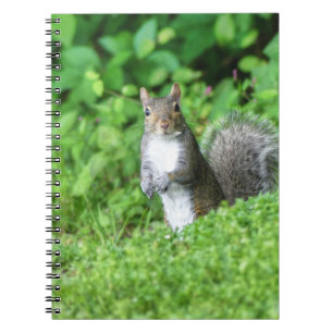 eekhoorn notitieboek