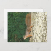 Eekhoorn ondersteboven Briefkaart (Voorkant / Achterkant)