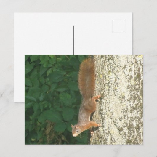 Eekhoorn ondersteboven Briefkaart (Voorkant / Achterkant)