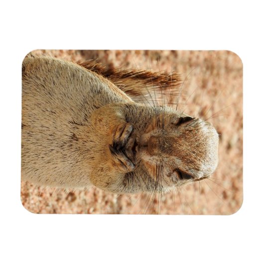 Eekhoorn ontbijt magneet (Horizontaal)