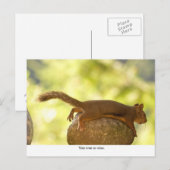 Eekhoorn ontspannen briefkaart (Voorkant / Achterkant)