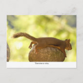 Eekhoorn ontspannen briefkaart (Voorkant)