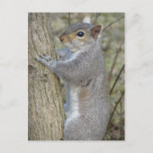 Eekhoorn op boom briefkaart (Voorkant)