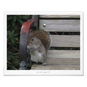 Eekhoorn op een Park Bench Print door Linda Becker Foto Afdruk