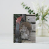 Eekhoorn op een Parkbank  Kaart (Staand voorkant)