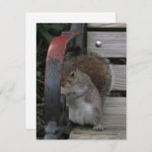 Eekhoorn op een Parkbank  Kaart (Voorkant / Achterkant)