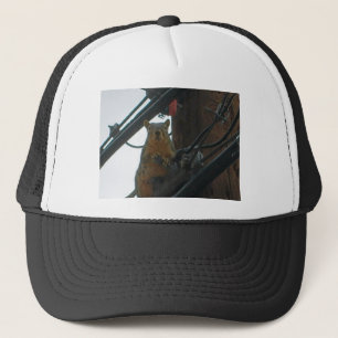 Eekhoorn op een pool in Colorado Trucker Pet