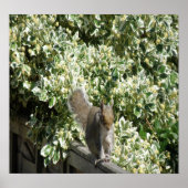 Eekhoorn op hek Afdrukken Poster (Voorkant)