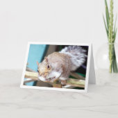 Eekhoorn op hek kaart (Voorkant)