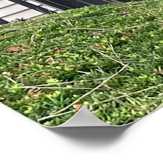 Eekhoorn op het Poster Fence (Hoek)