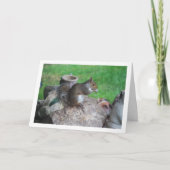 Eekhoorn op Rockery Kaart (Voorkant)