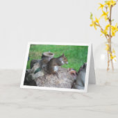 Eekhoorn op rotspartij kaart (Gele Bloem)