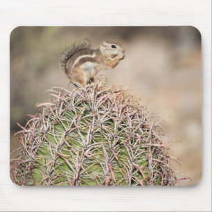 Eekhoorn op toncactus muismat