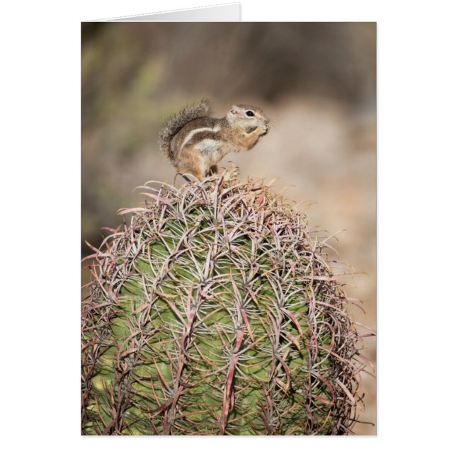 Eekhoorn op vatcactus (Voorkant)
