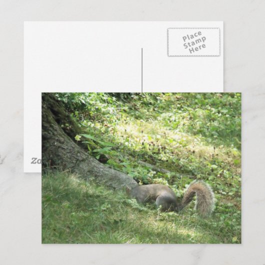 eekhoorn op zoek naar noten briefkaart (Voorkant / Achterkant)