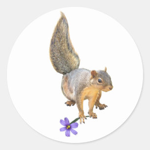 Eekhoorn Paarse Bloem Sticker